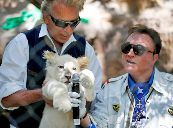 Siegfried & Roy, Lion Cubs Siegfried & Roy, Lion Cubs
